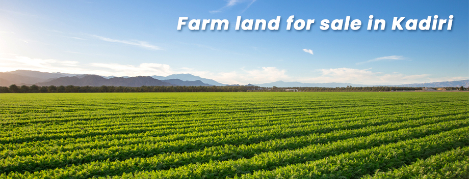 Farmland for sale in Kadiri